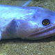 Illustration for article titled Stunning Footage Captures Never Before Seen Deep Ocean Creatures